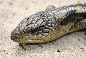 Tiliqua nigrolutea