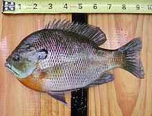 Small male bluegill sunfishes cuckold large males by adopting sneaker or satellite strategies Bluegill sc.jpg