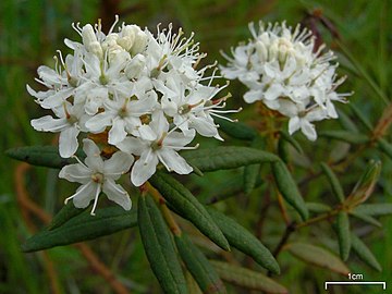 Close-up of flowers