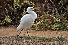 Koereiger