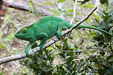 Calumma parsonii, Peyrieras reptile reserve 02.JPG