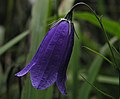 Campanula pulla