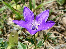 Campanula arvatica