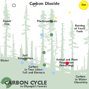 Animation of Carbon cycle in a forest. Obtaine...