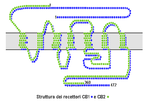 Miniatura para Receptor cannabinoide