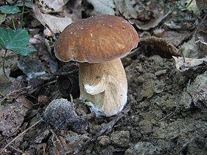 Borowik usiatkowany (Boletus reticulatus)