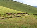 Chèvres dans les collines de Gishwati.