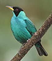 Green Honeycreeper (male)