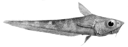 Coelorinchus fasciatus