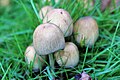 Kerti tintagombák (Coprinellus micaceus)