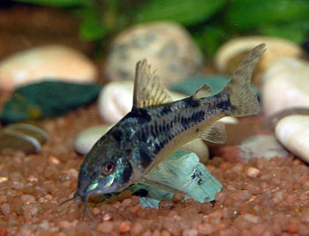 Corydoras paleatus