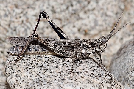 Coryphistes ruricola at Acrididae, by Fir0002