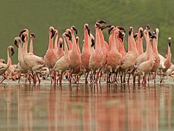 Flamingos at Mokarsagar Wetlands, Chhaya