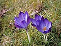 Crocus tommasinianus 'Ruby Giant'