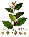 Croton eluteria — Каскаролла