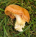 Cuphophyllus pratensis sin. Hygrocybe pratensis