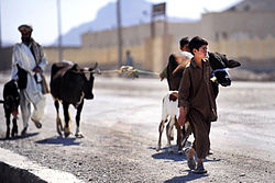 An Afghan boy and his father walk their cattle along a street in Farah City, May 12, 2012.