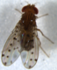 Drosophila guttifera male