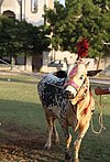 Dhanni Cattle Male.jpg