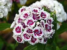 Dianthus barbatus flowers 01.jpg