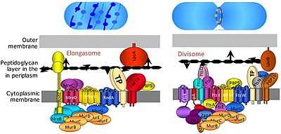 Divisome and elongasome complexes responsible for peptidoglycan synthesis during lateral cell-wall growth and division. Divisome.jpg