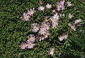 Drosanthemum floribundum