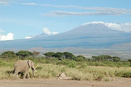 Слон на фоні вулкану Кіліманджаро
