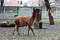 Láma (Lama glama)