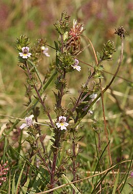 Stačioji akišveitė (Euphrasia stricta)