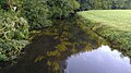 Unterwasservegetation der Füsinger Au im FFH-Teilgebiet Broholm