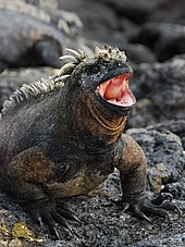A male will threaten another male by bobbing his head and opening the mouth, displaying the reddish pink interior Fat Marine Iguana opens wide!.jpg