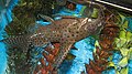 Synodontis eupterus