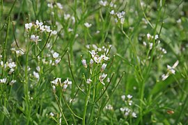 Unknown bittercress