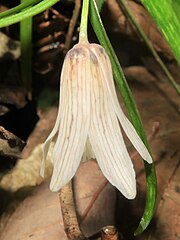 花の形態は両親種の中間型で狭笠形になる。