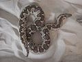 Rough-scaled Sand Boa, Gonglyophis conicus