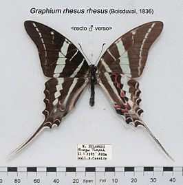 Graphium rhesus