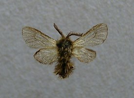 Phalacropterix graslinella