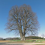 Die Große Linde bei Teuchatz