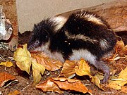 Black and white striped tenrec