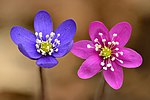 Hepatica nobilis flowers - blue and pink - Keila.jpg