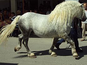 Trait de Croatie gris