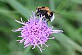 Volucella bombylans?