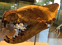 Crâne et mâchoire Hyaenodon horridus Musée paléontologique de Zurich.