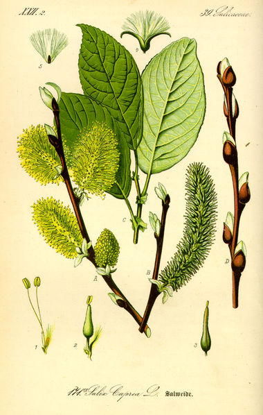 Familia Salicaceae