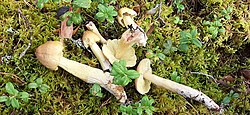 Kirbe heinik Tricholoma aestuans Foto: Sven Pruul