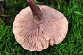 Lactarius camphoratus - Lindsey 1b.jpg