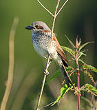 Lanius collurio -Польша -female-8-4c.jpg