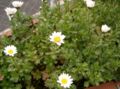 Leucanthemum paludosum