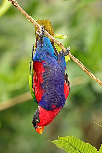 400px-Lorius_lory_-_Bird_Park%2C_Singapore_-_upside_down-8a.jpg