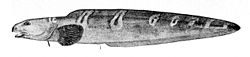 Stor ålbrosme, Lycodes esmarkii